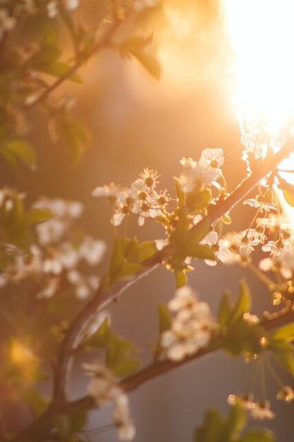 Apfelbaumzweige im Frühling