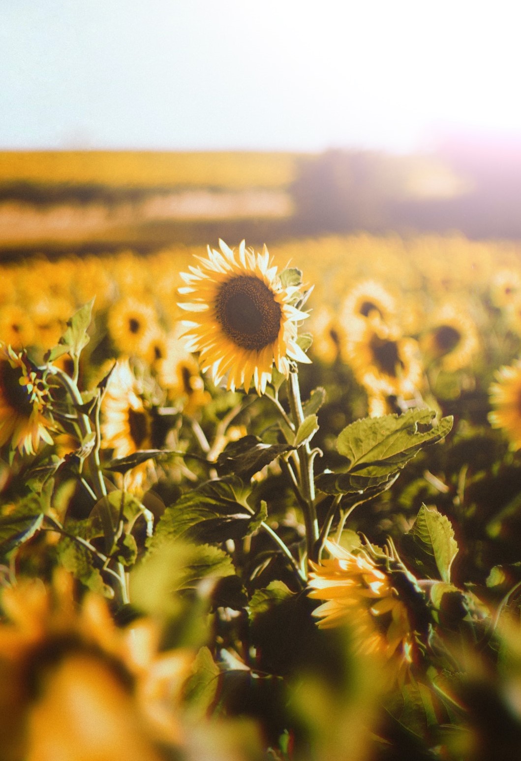 Sonnenblumen auf dem Feld