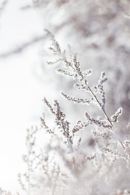 Zweige mit Schnee