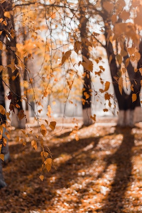 Herbstbäume